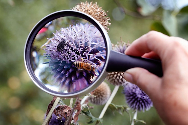 ABGESAGT: „Insekten zählen 101“ Exkursion zur Einführung in den NABU-Insektensommer