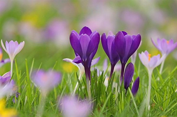 Bunte Frühlingsboten im Wald und Garten Schmackhafte Starthilfe für erste Insekten