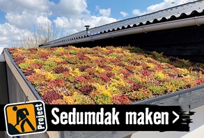 Sedumdak maken | HORNBACH