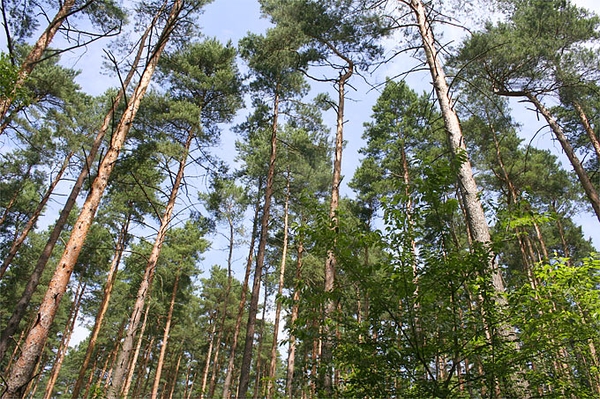 Das neue NABU-Waldinstitut Projektbüro Waldökologie Mittel- und Ostdeutschland