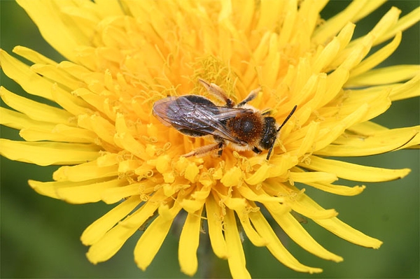 Wildkräuter trotzen Klimawandel Unkraut darf bleiben