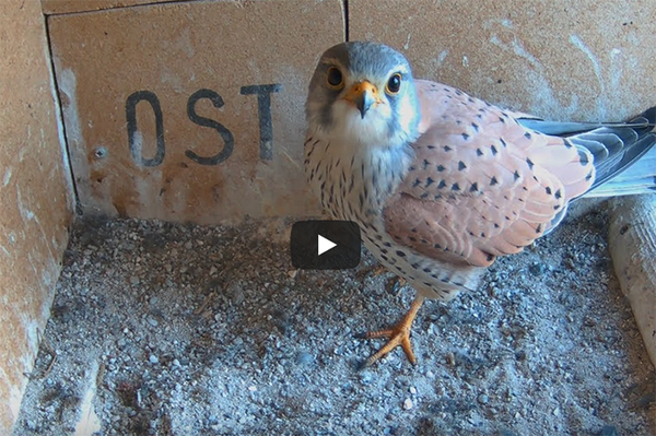 Turmfalken-Webcam aus Dettingen Teck Vögel live beim Brüten und ihrer Jungenaufzucht beobachten