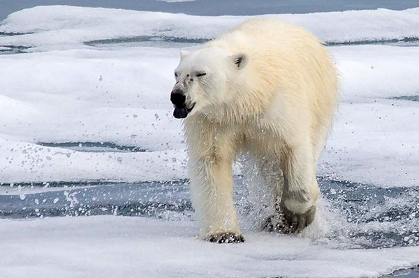 Einladung zum Webvortrag am 22.9.2022 „Handel und Jagd: Eine akute Bedrohung für Eisbären“
