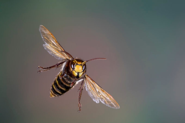 NABU Insektensommer 2023 Ergebnis der Juni-Zählung