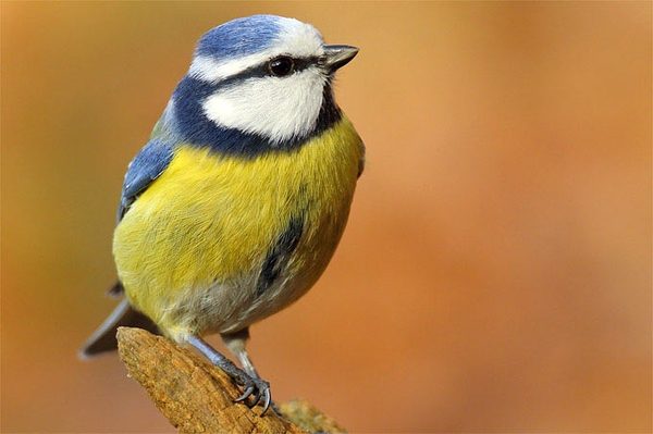 Die Stunde der Wintervögel 2025 Trends für Niedersachsen bereits erkennbar