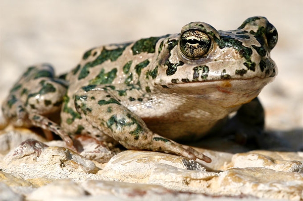 Dramatische Bestandseinbrüche bei Amphibien Herpetologen beklagen Austrocknen der Lebensräume