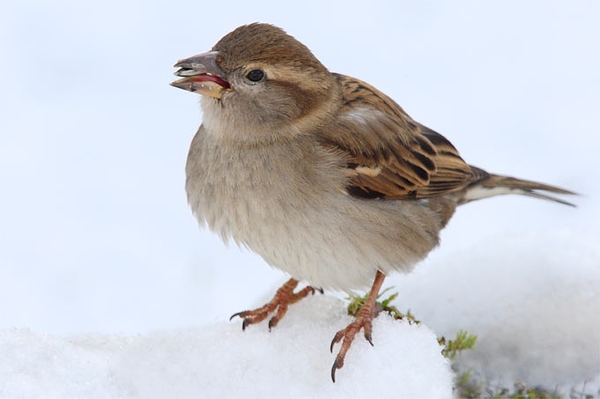 Bilanz der Wintervogelzählung in MV Weniger Amseln, Spatzen und Meisen