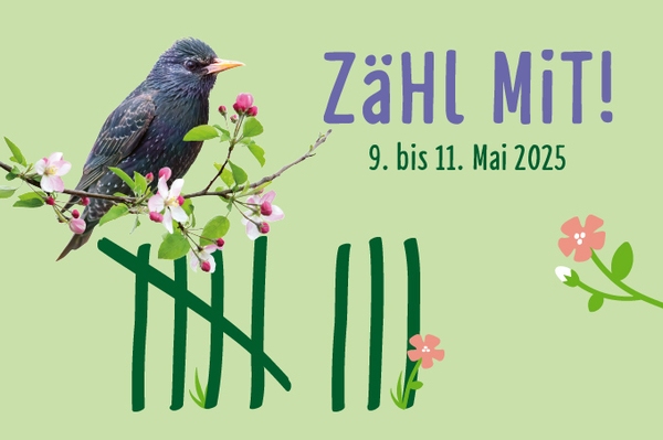 Stunde der Gartenvögel 2025 Deutschlands große Vogelzählung