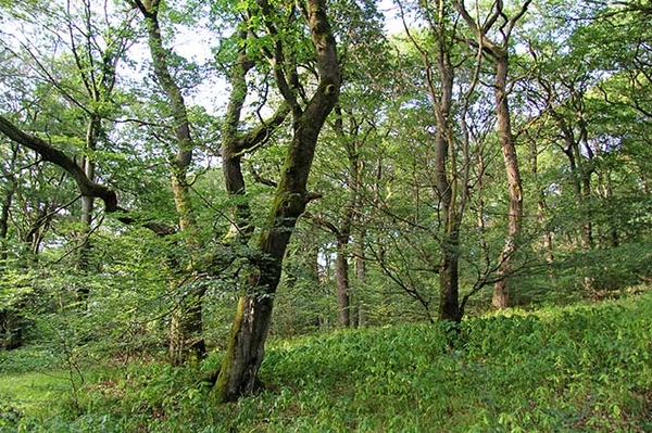 Waldtagungen in Hessen Klimaanpassung im Kommunalwald und Naturwälder