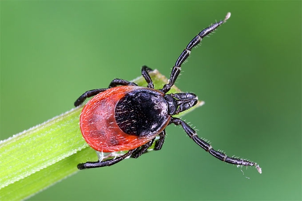 Zecken werden mobil So schützen Sie sich vor den Parasiten