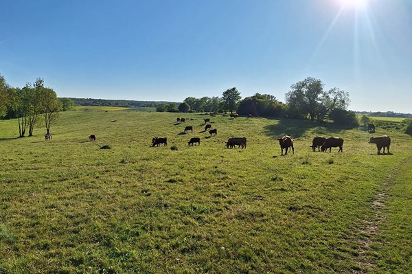 Rinder schützen Natur im Tollensetal Großes Beweidungsprojekt in Mecklenburg-Vorpommern gestartet