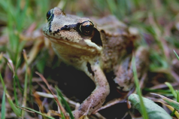 Expedition Amphibienwelt Linumer Teiche Einstieg: Artbestimmung heimischer Amphibien und Reptilien