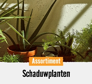 Schaduwplanten | HORNBACH