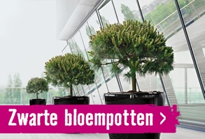 Zwarte bloempotten | HORNBACH