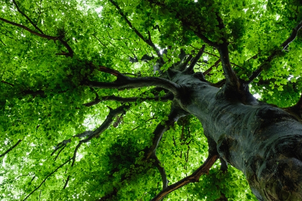 Natürliche Wasserrückhalteflächen erhalten! Wenn der Wald durstig ist