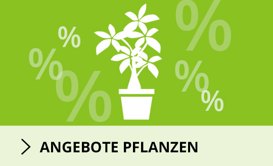 Angebote Pflanzen