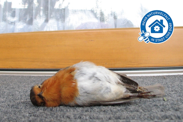NABU gibt Tipps für vogelsicheres Glas Zugvögel im Frühling und Herbst besonders gefährdet
