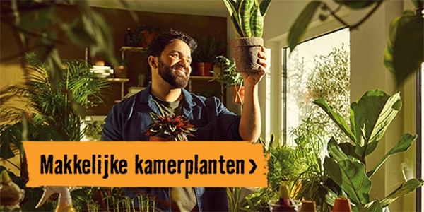 Makkelijke kamerplanten | HORNBACH