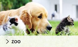 zoo