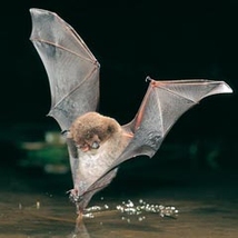 Wasserfledermaus - Foto: Dietmar Nill