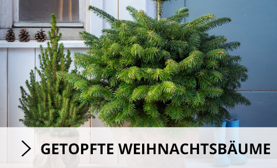 Getopfte Weihnachtsbäume