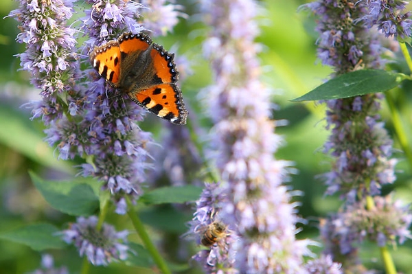 Schön fürs Auge, gut für Insekten Pflanzen für jeden Geschmack