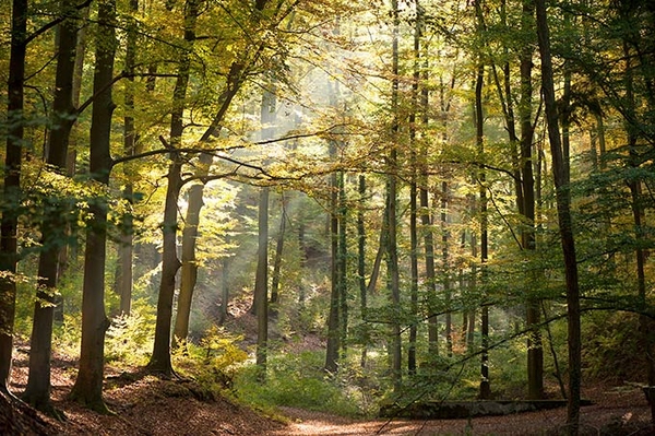 Naturwälder Melibocus, Orbishöhe und Heiligenberg Auf Granit gewachsenes Pilzparadies