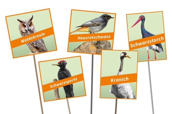 Bird-O-Mat zur Vogelwahl Mit wenigen Klicks den passenden Kandidaten finden