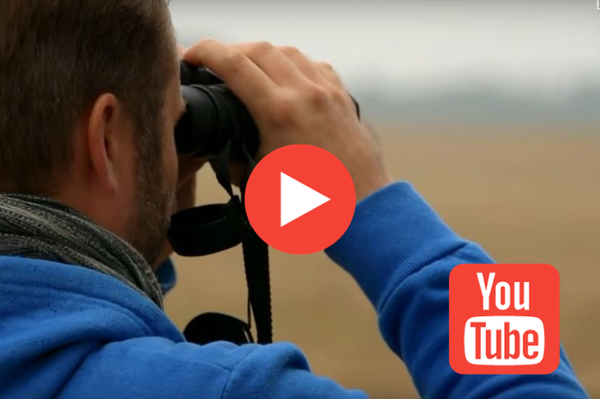 Video: Zugvögel am Himmel erkennen Mit wenigen Fragen den passenden Kandidaten finden