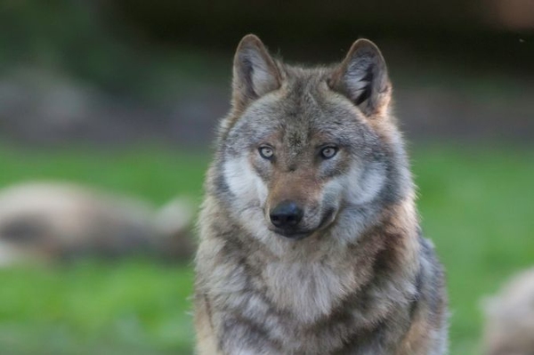 Wölfe in Deutschland – ein Wildtier kehrt zurück NABU-Projekt zum Schutz der Wölfe in Deutschland