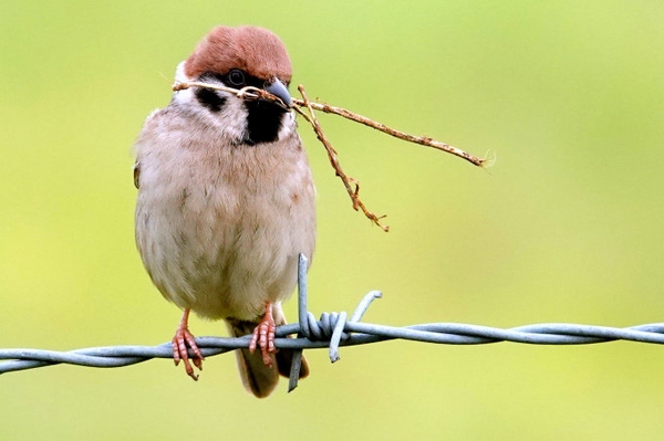 Auswertung Stunde der Gartenvögel 2025 Vogelbestände brechen ein