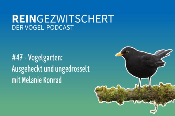 Reingezwitschert – der NABU-Vogelpodcast Tipps, Neuigkeiten und Kurioses für alle Vogelfans