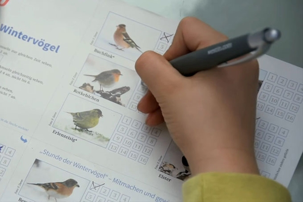 Tipps und Tricks zur Vogelzählung Fehlerfrei durch die „Stunde der Wintervögel“