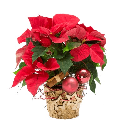 Weihnachten 2019