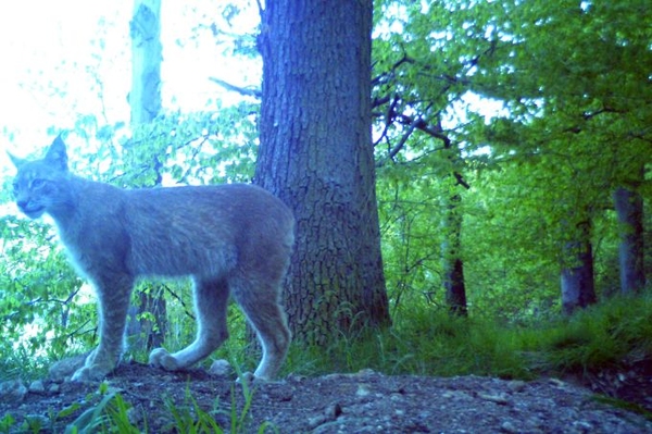 Junger Luchs in Kamerafalle getappt LuchsWälder zeigen Wirkung