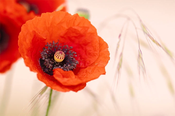 Klatschmohn und sommerlicher Froschregen Die NABU-Naturtipps für den Monat Juli