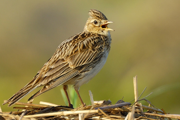 Jede zweite Vogelart weltweit weist Verluste auf Folgen von intensiver Landwirtschaft und Klimakrise auf die Vogelwelt