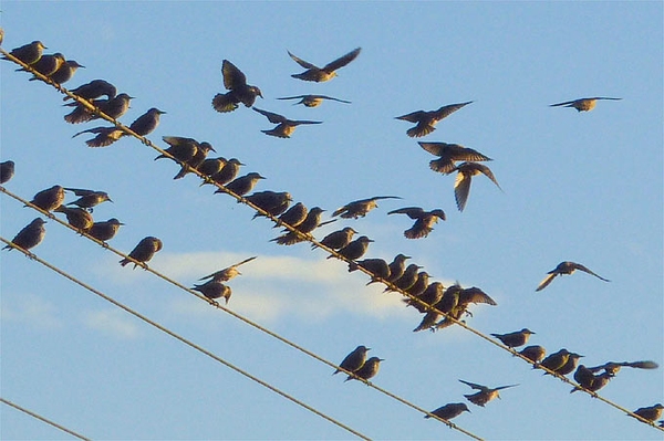 Zugvögel auf der Heimreise Nach Zwischenstopps ziehen Brutvögel weiter an ihr Ziel