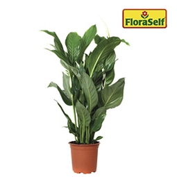 FLORASELF Spathiphyllum Sweet Silvio potmaat Ø 17 cm H 70-80 cm