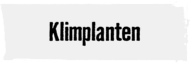 Klimplanten | HORNBACH