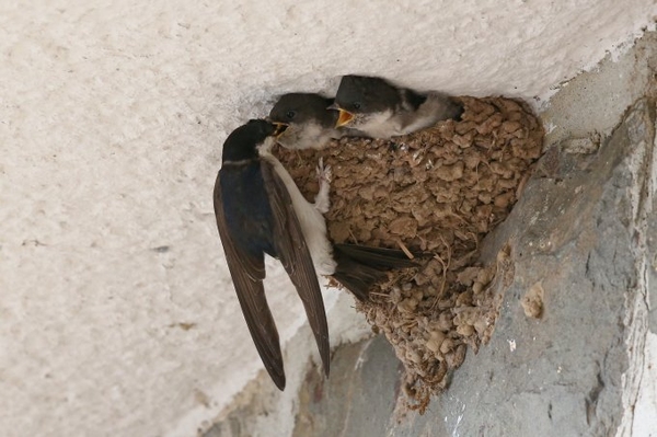 Vogelzug der Schwalben kündigt Herbst an Verlassene Schwalbennester erhalten und schützen