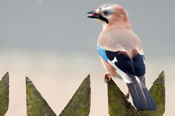 „Stunde der Wintervögel“: Das Ergebnis Über 2,3 Millionen Vögel gemeldet, Eichelhäher seltener Gast