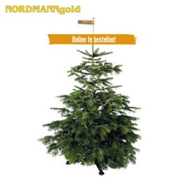 NORDMANN GOLD Kerstboom gezaagd 150 - 200 cm | HORNBACH