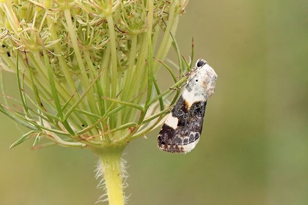 95 Arten in einer Nacht
Seltene Nachtfalter in Grünhaus gefunden