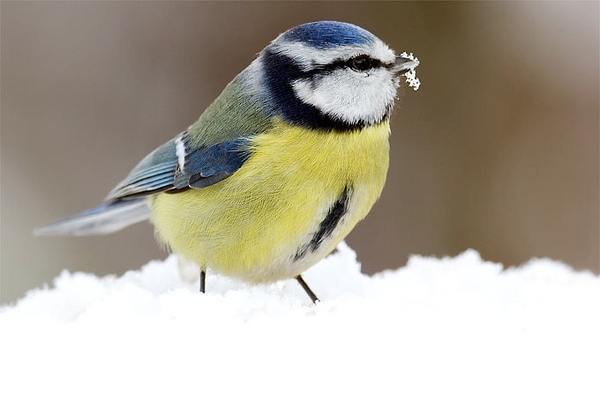 Wie Vögel in den Wintermonaten leben Immer mehr Vögel bleiben da