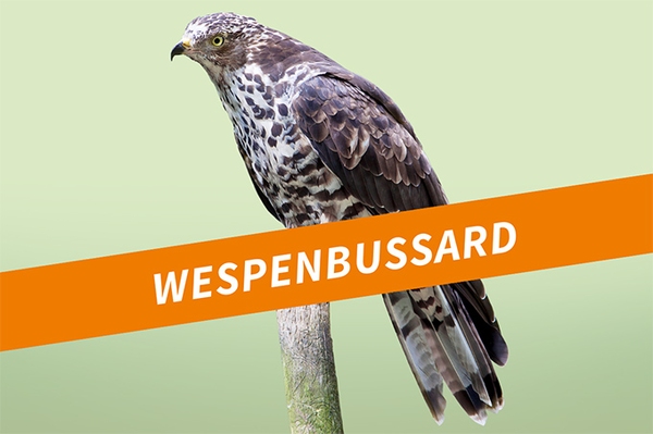 Der Wespenbussard Insektenliebender Greifvogel
