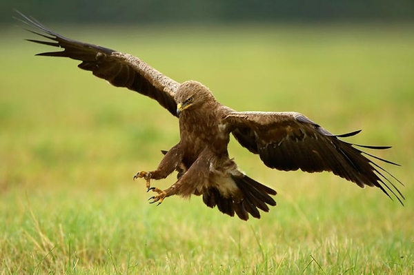 Gemeinsam für den Schreiadler Projekt zum Schutz der letzten Schreiadler gestartet