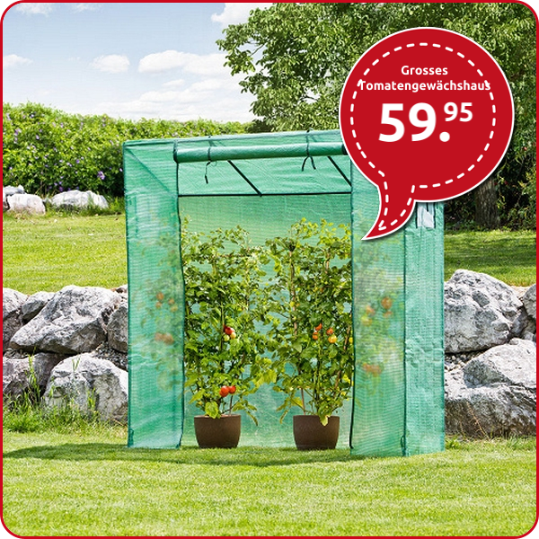 Grosses Tomatengewächshaus