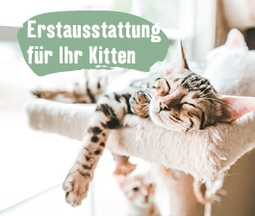 Erstausstattung für Ihre Katze