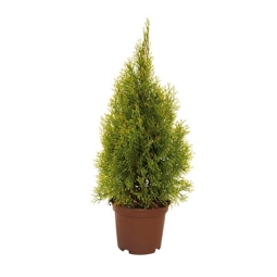 Lebensbaum FloraSelf Thuja occidentalis 'Golden Smaragd' H 40-60 cm Co 3 L